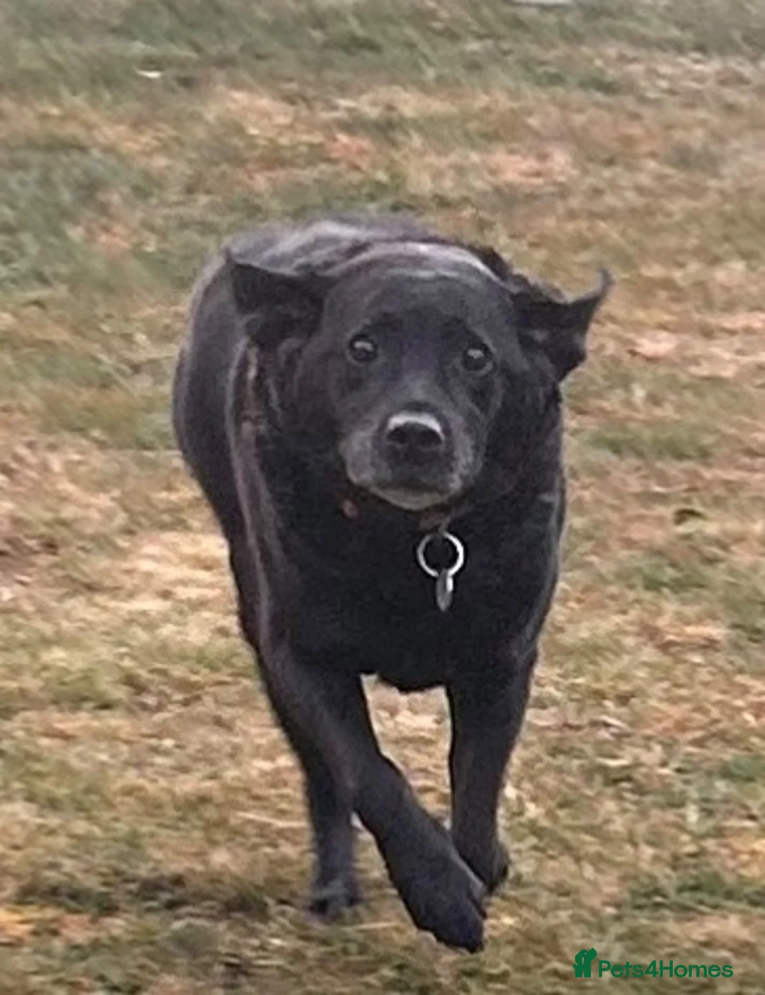 Labrador Retriever dogs for sale: Free Adoption -KC Registered Black Labrador  - Advert 2