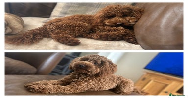 Toy Poodle dogs - Advert 8