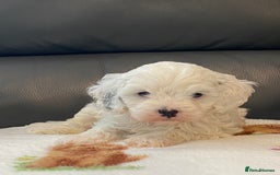 Cavapoo dogs for sale: Super cute, health tested, friendly Cavapoo pups  - Image 12