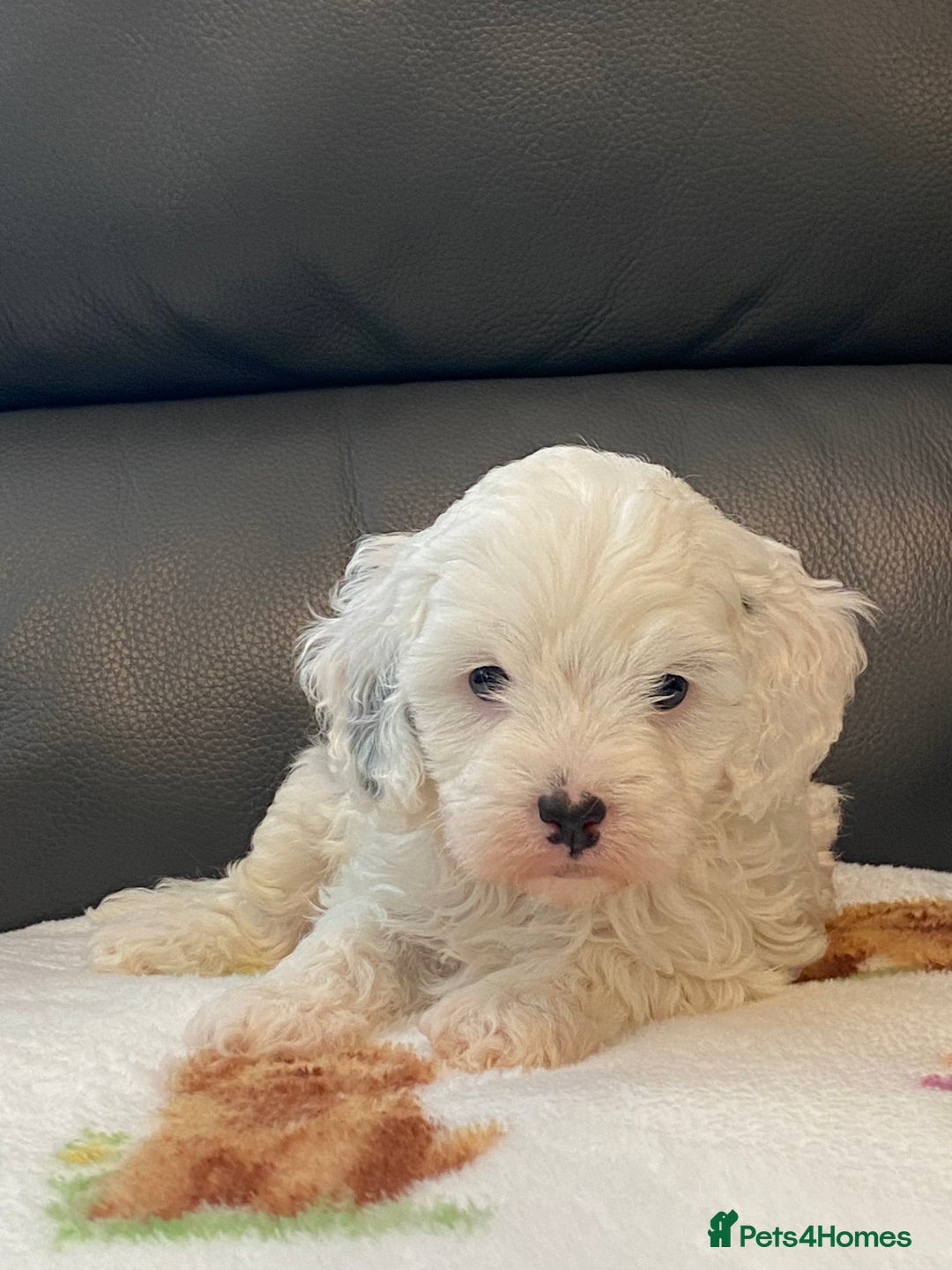 Cavapoo dogs for sale: Super cute, health tested, friendly Cavapoo pups  - Image 12