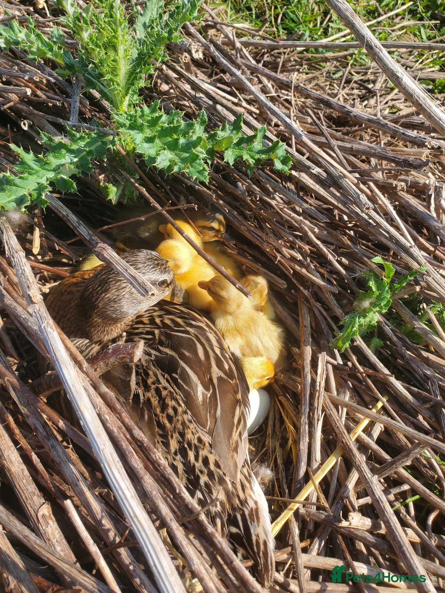 Ducks poultry Call ducklings unsexed 3 weeks old.  - Advert 13