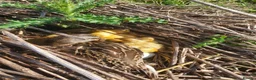Ducks poultry for sale: Call ducklings unsexed 3 weeks old.  - Advert 1