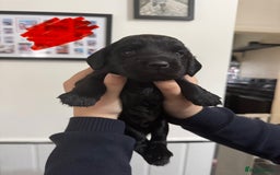 Cocker Spaniel dogs for sale: Working cocker spaniel 1 girls left  - Image 20