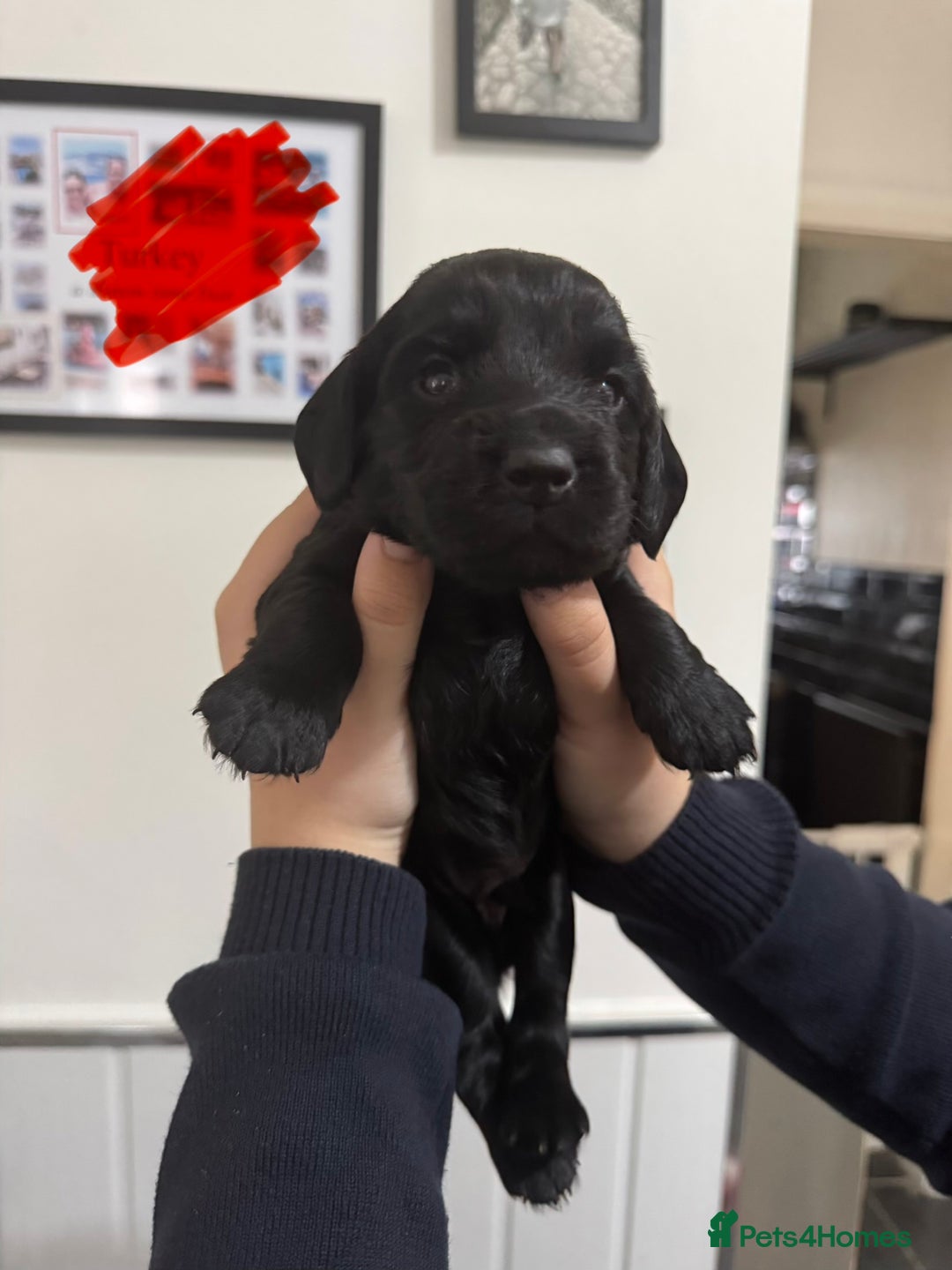 Cocker Spaniel dogs for sale: Working cocker spaniel 1 girls left  - Image 20