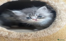 Persian cats for sale: Beautiful fluffy kittens very affectionate  - Image 17