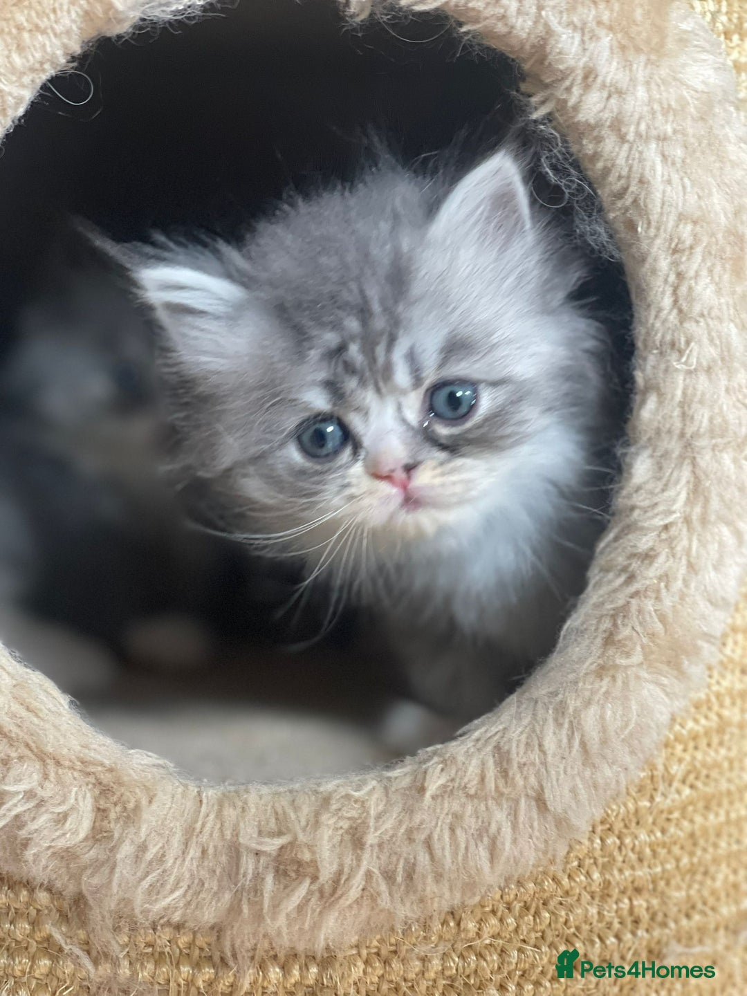 Persian cats for sale: Beautiful fluffy kittens very affectionate  - Image 17
