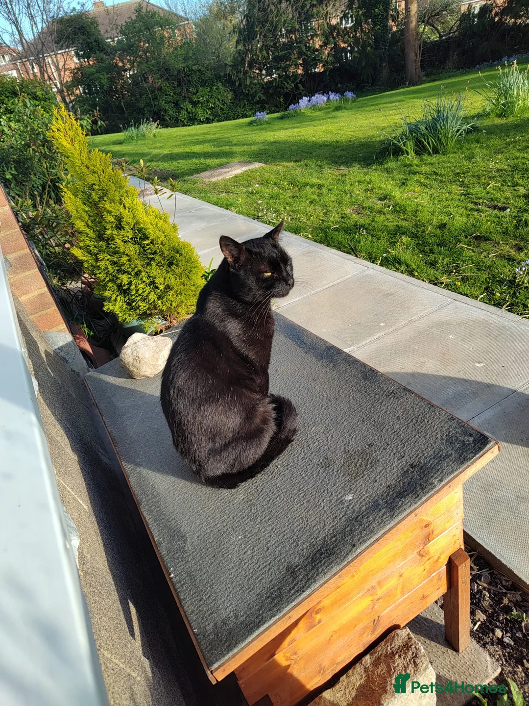 Domestic Shorthair cats for adoption: Handsome boy looking for patient forever home - Advert 1