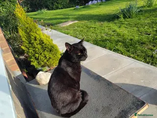 Domestic Shorthair cats Handsome boy looking for patient forever home - Advert 5