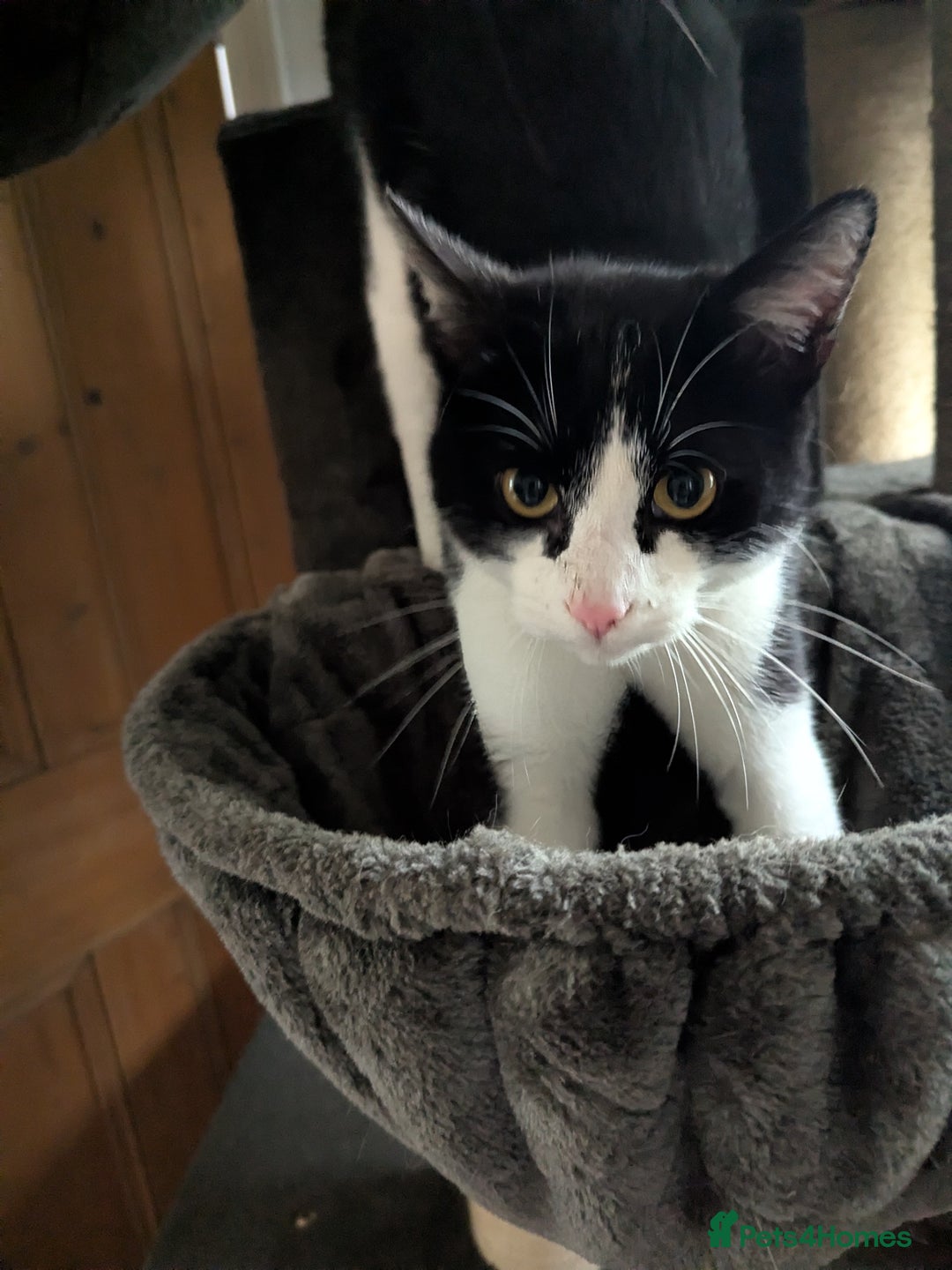 Mixed Breed cats for sale: 18 Month Old Neutered Black & White Boy - Advert 6