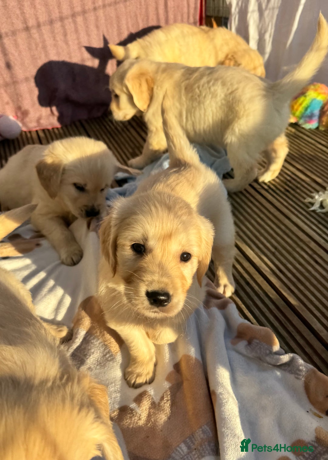 Golden Retriever dogs for sale: QUALITY GOLDEN RETREIVER PUPPIES - Image 15