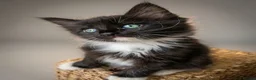 Mixed Breed cats for sale: Mixed Maine Coon Kittens in Richmond - Advert 3