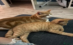 Sphynx cats for sale: Last ginger male ready to go now - Image 6