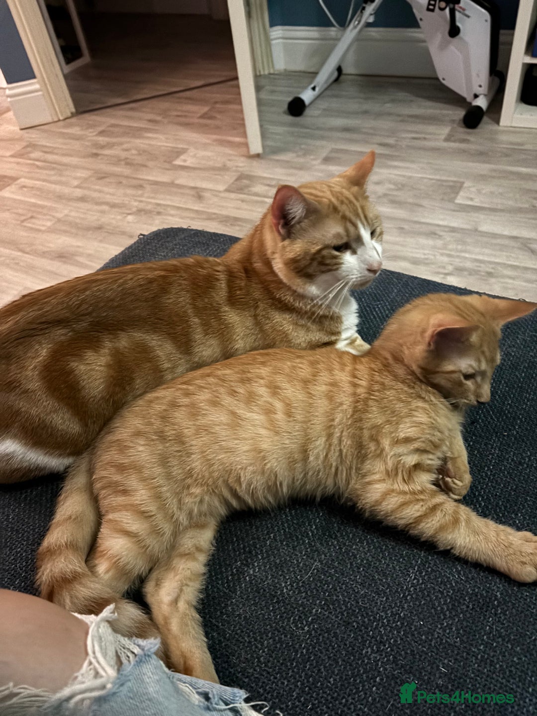 Sphynx cats for sale: Last ginger male ready to go now - Image 6