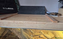 Bearded Dragon reptiles for sale: 5 year old bearded dragon with full set up. - Image 5