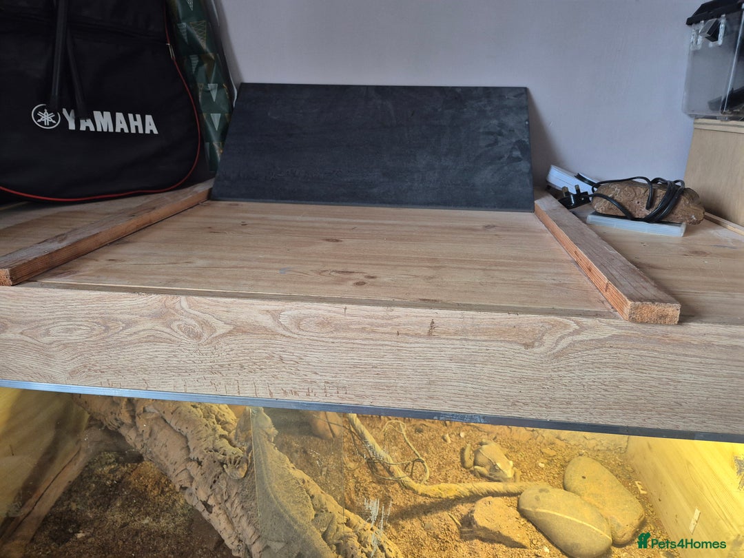 Bearded Dragon reptiles for sale: 5 year old bearded dragon with full set up. - Image 5