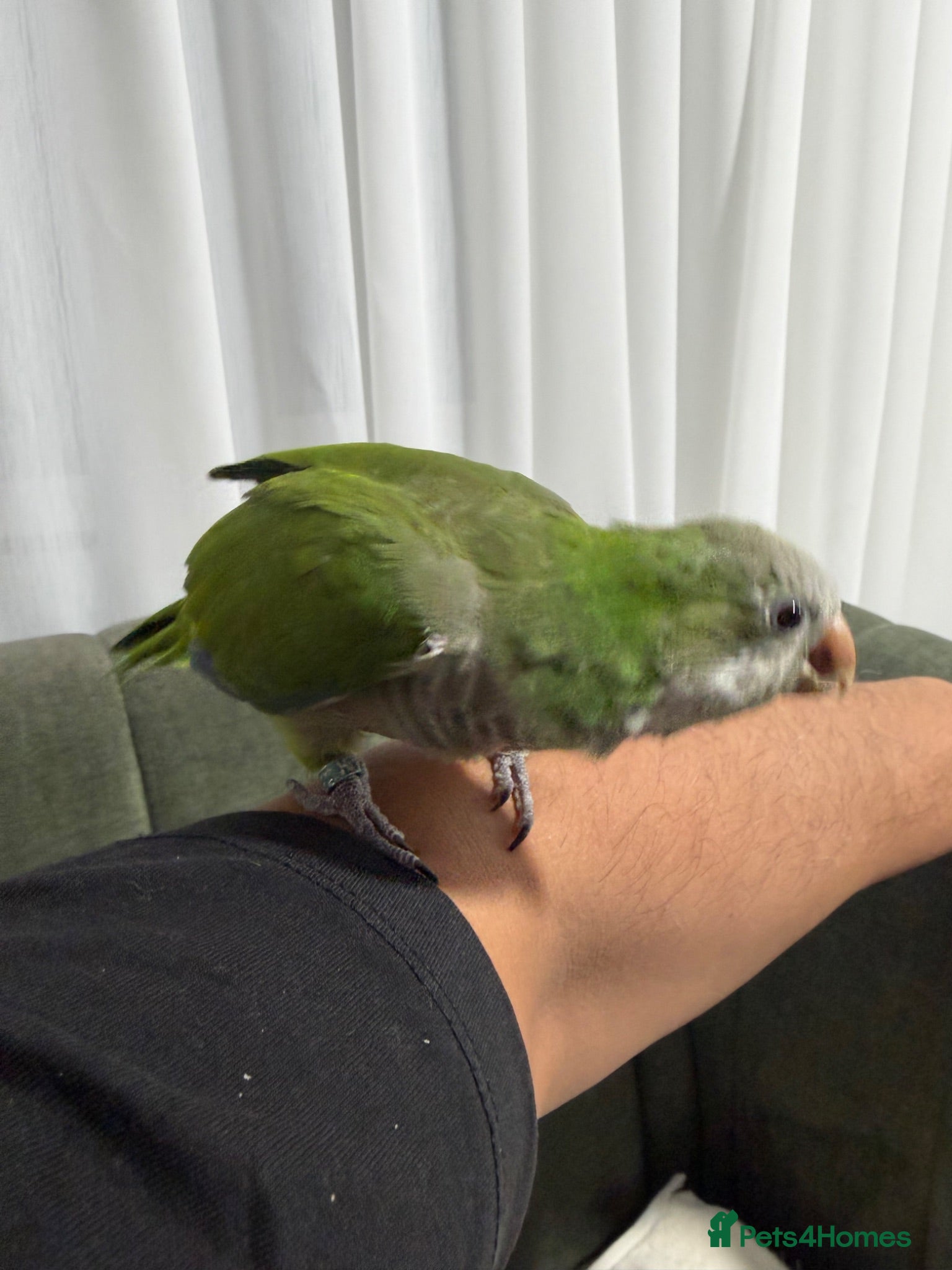 Ringnecks birds  for sale beautiful female Quaker  - Advert 2