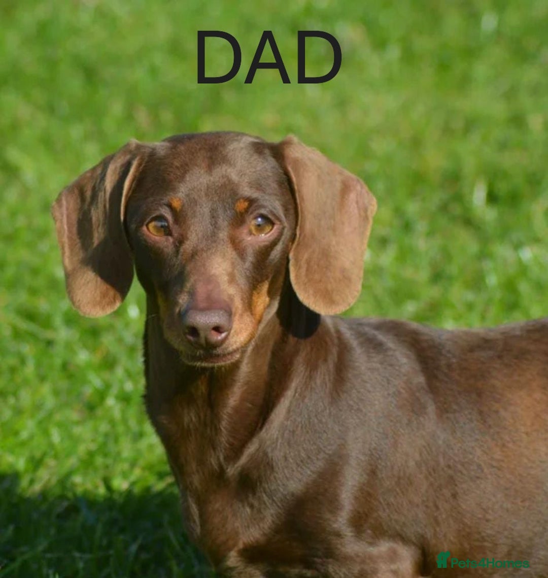 Miniature Dachshund dogs for sale: Gorgeous Miniature Dachshund Pups Ready for Sale! - Image 10