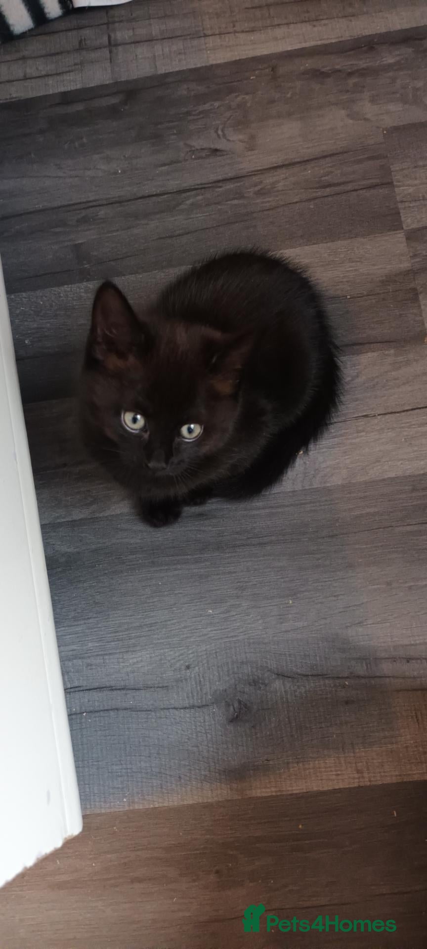 British Shorthair cats British short hair/black ghost tabby - Advert 2