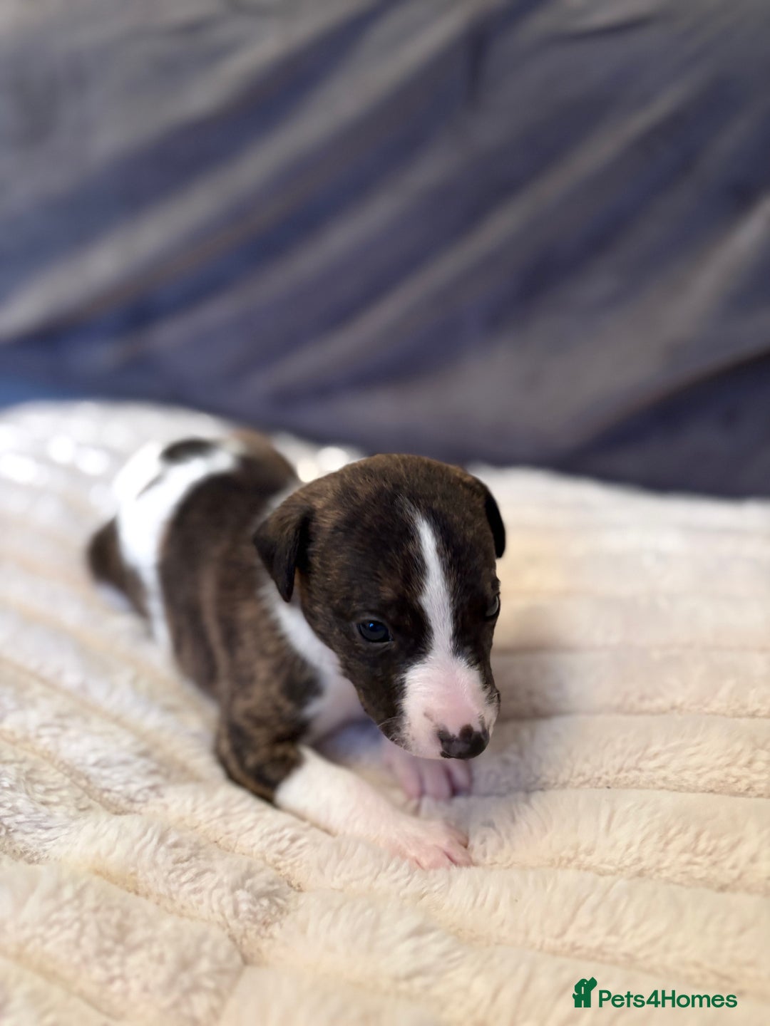 Whippet dogs for sale: Whippet Puppies - Advert 14