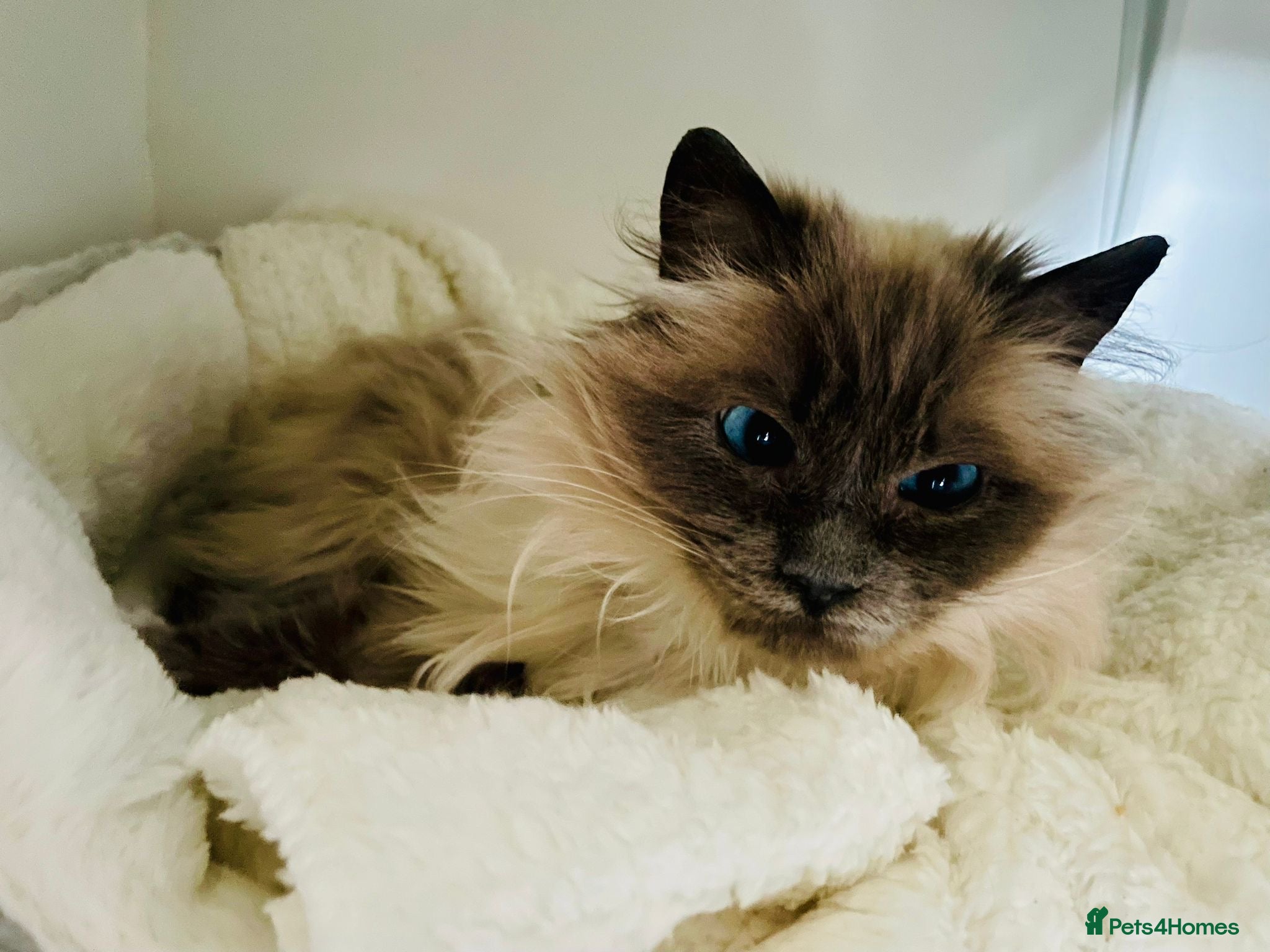 Ragdoll cats Meet Mollie - A lovely Blue Point Ragdoll - Advert 2