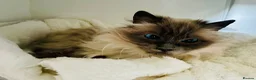 Ragdoll cats for adoption: Meet Mollie - A lovely Blue Point Ragdoll in Northwich - Advert 1
