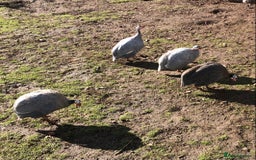 Guinea Fowl poultry for sale: A breeding mob of Guinea fowl - Image 3