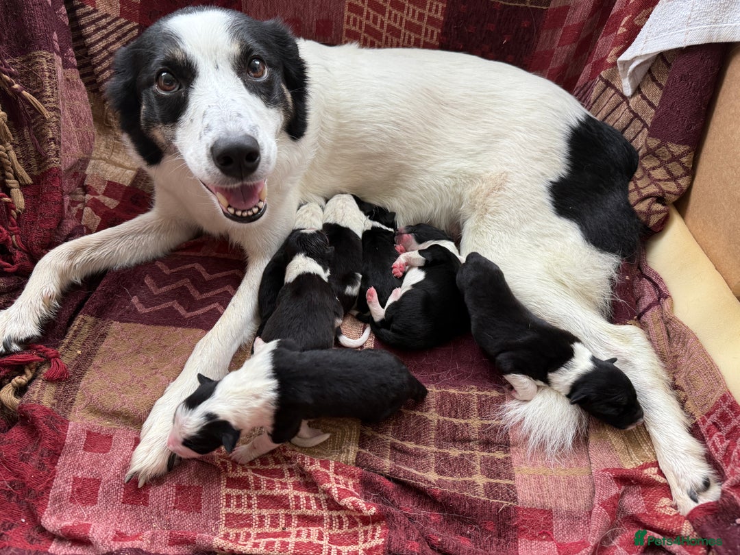 Mixed Breed dogs for sale: Border Collie Cross Pups - Image 1