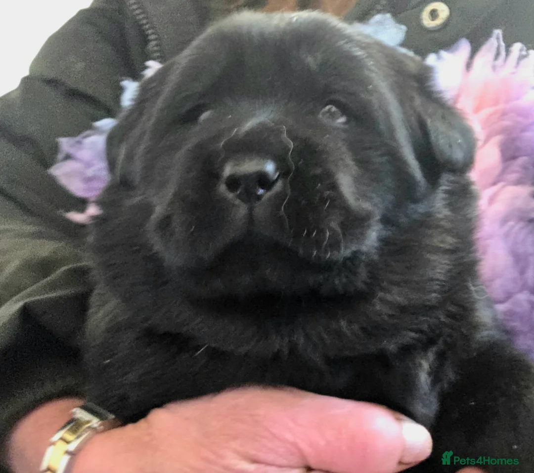 Mixed Breed dogs for sale: Gorgeous Chowador Puppies  - Advert 8