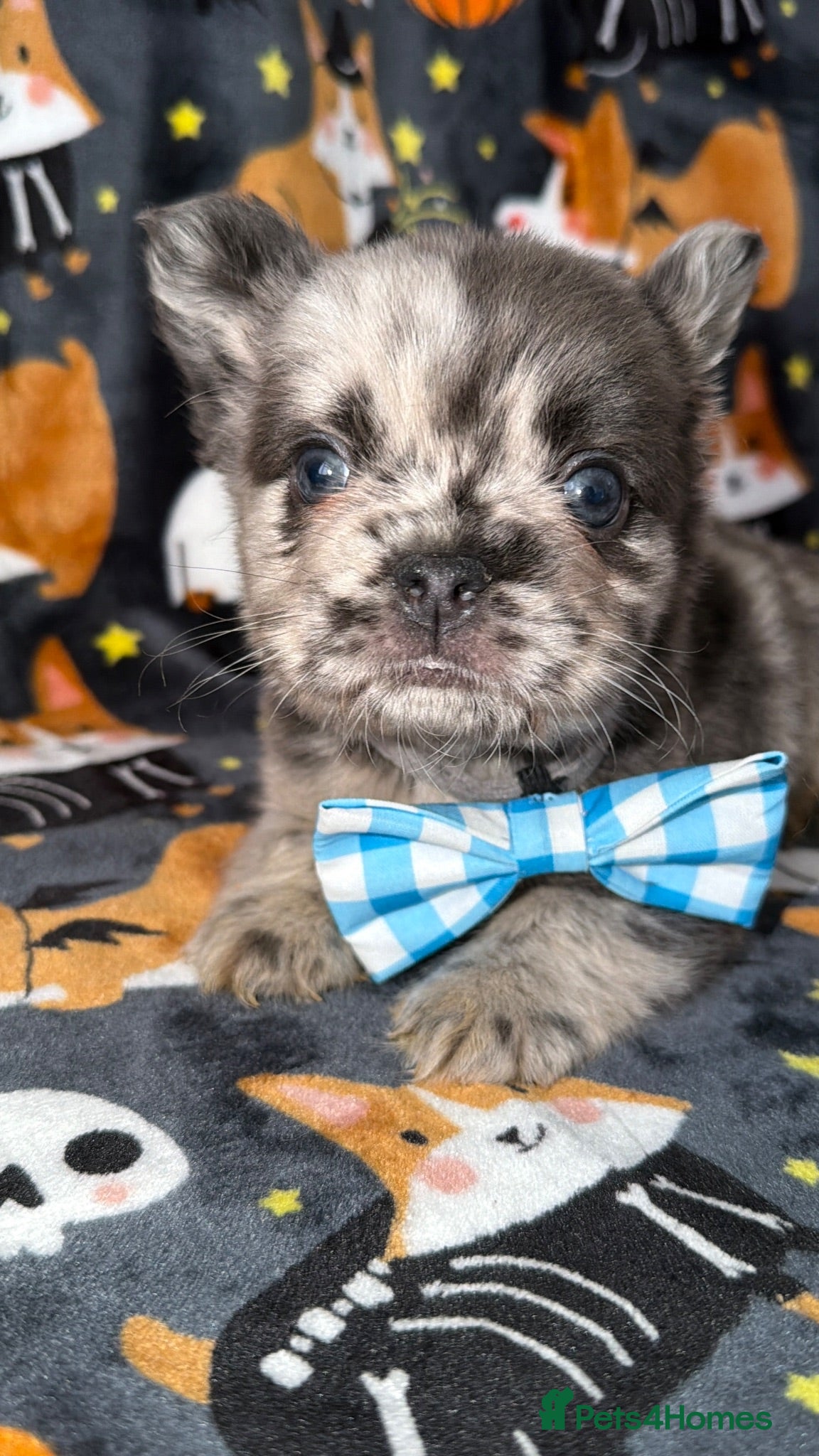 French Bulldog dogs Super fluffy frenchies - Advert 2