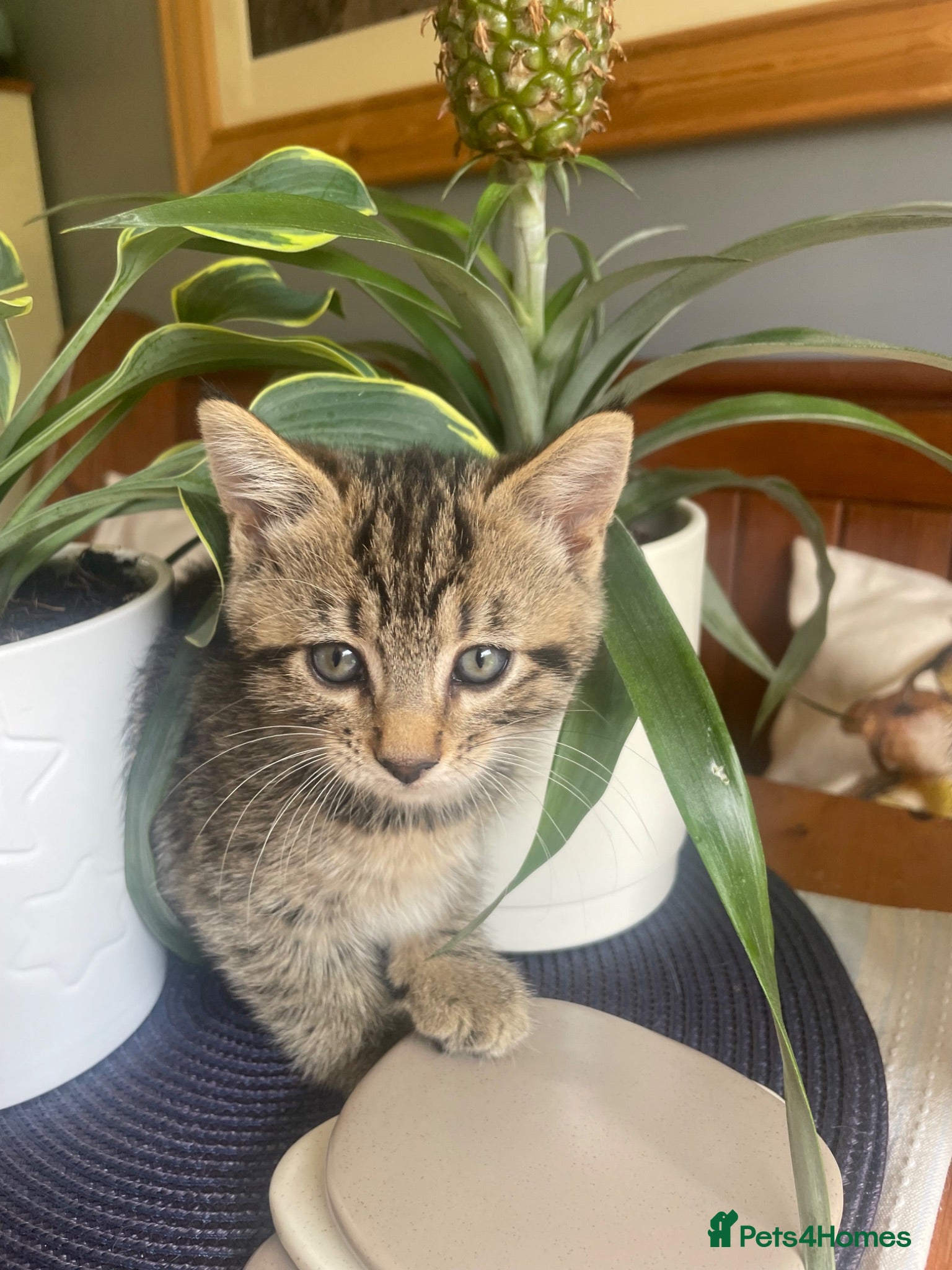 Mixed Breed cats Ready to leave: 9 weeks old-Tabby kittens  - Advert 2