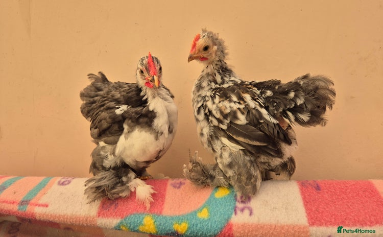 Chickens poultry - Advert 5