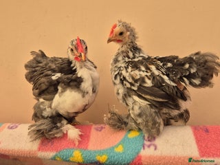 Chickens poultry - Advert 12