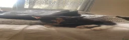 Domestic Shorthair cats for sale: 6 beautiful kittens is ready to go - Advert 3