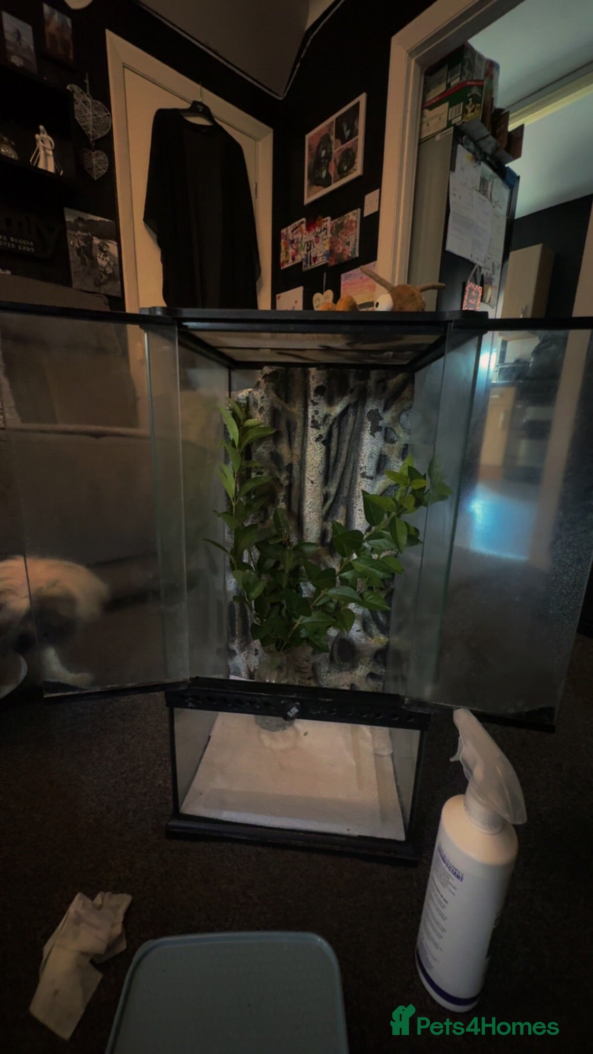 Stick Insects invertebrates Stick insects with tank  - Advert 2