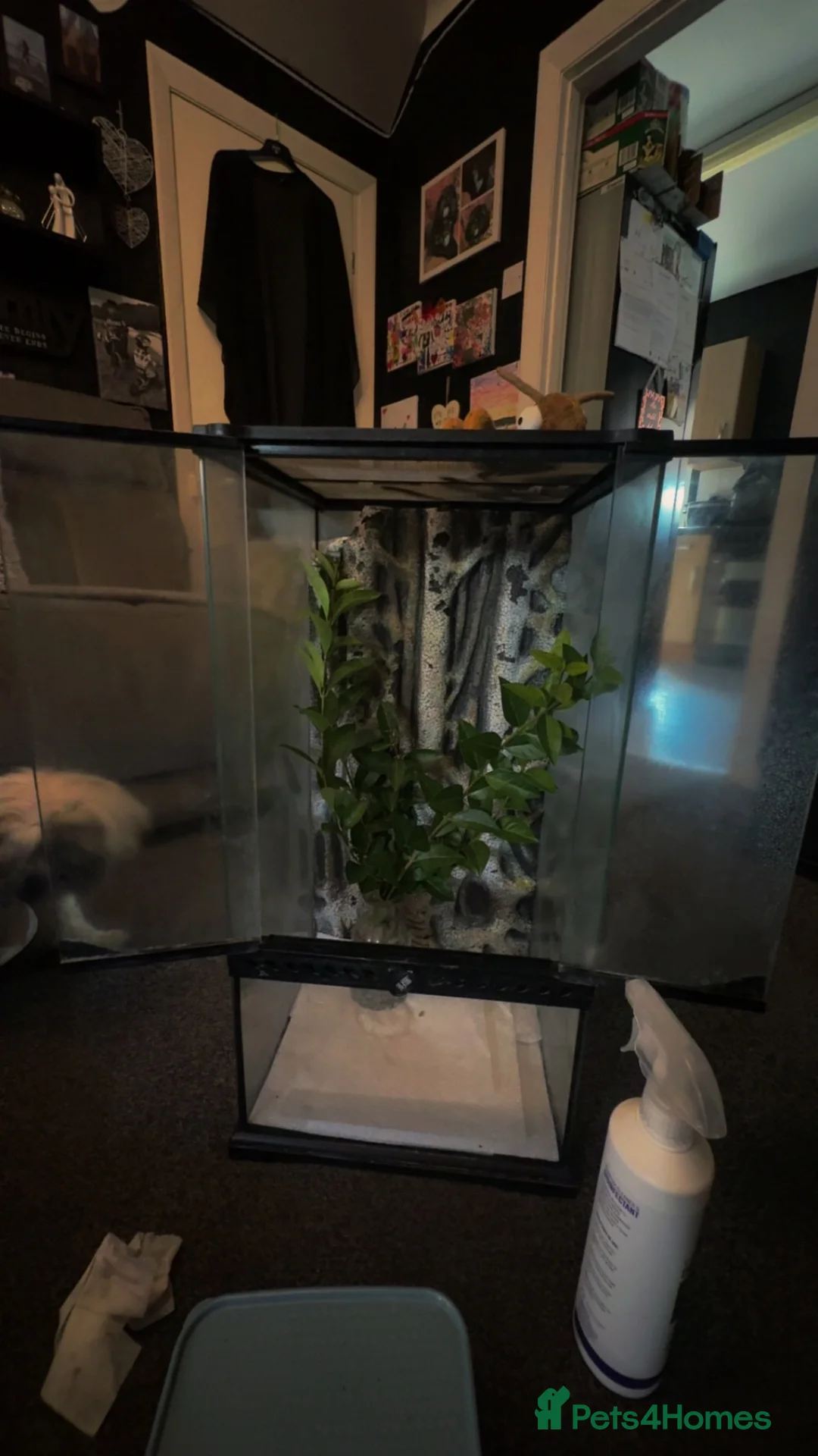 Stick Insects invertebrates for sale: Stick insects with tank  in Wisbech - Advert 1