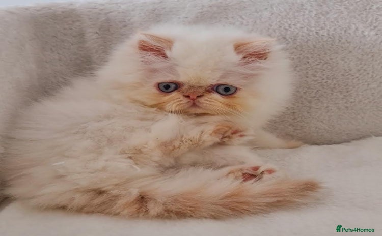 Persian cats Persian Kittens - Advert 4