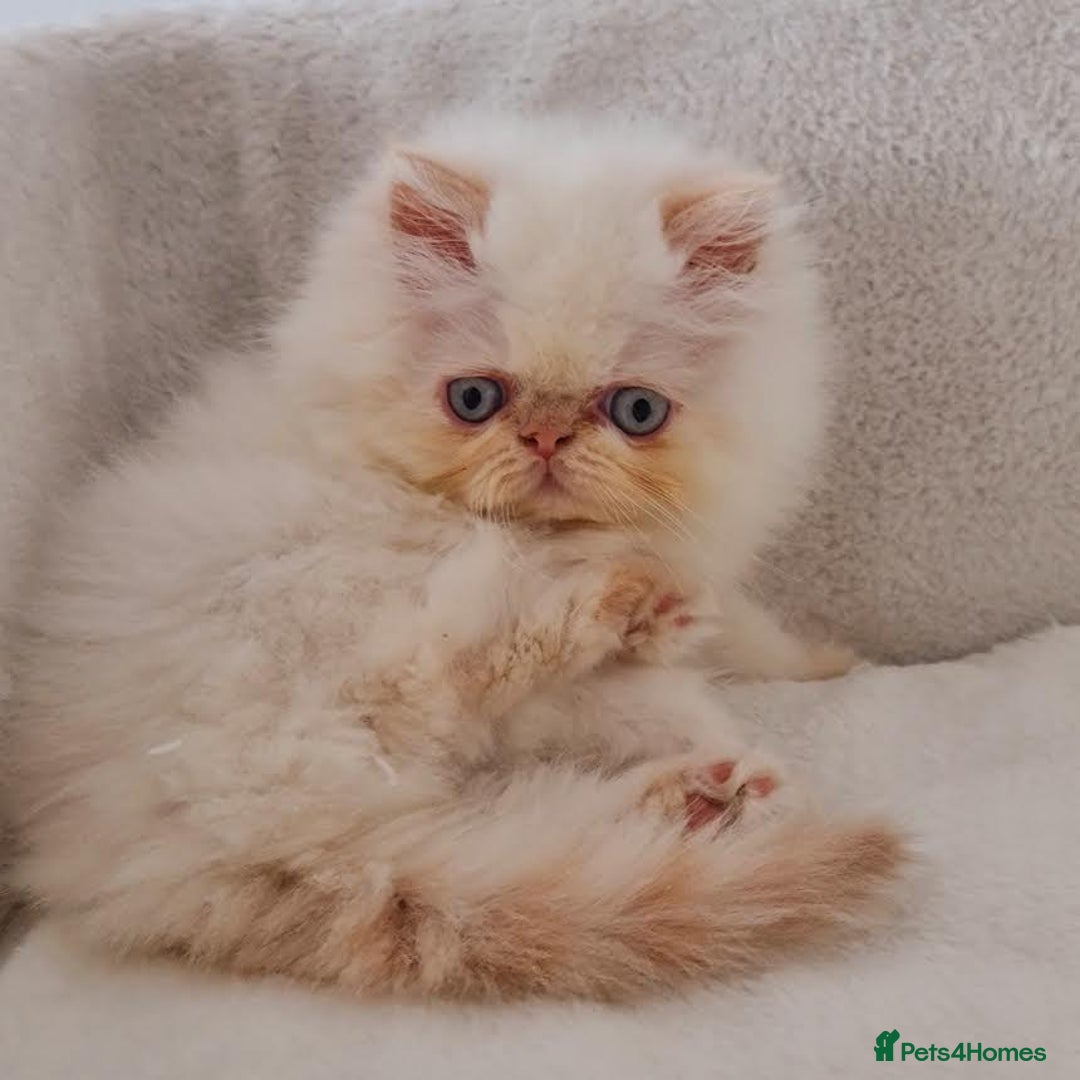 Persian cats for sale: Persian Kittens - Advert 1