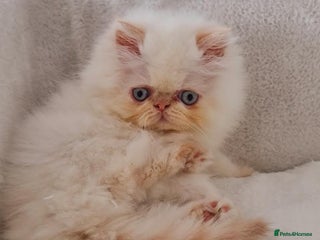 Persian cats Persian Kittens - Advert 4