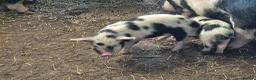 Pig livestock for sale: Kune Kune Piglets  in Winkleigh - Advert 4