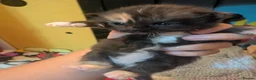 Mixed Breed cats for sale: Kittens for sale  - Advert 4