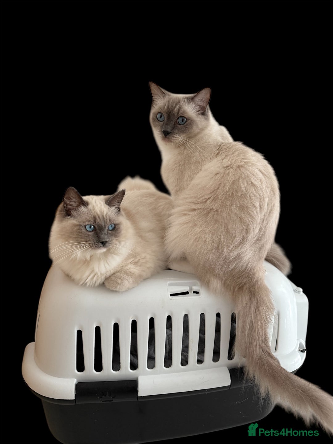 Ragdoll cats for sale: Ragdoll princess😻 - Advert 7