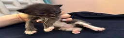 Mixed Breed cats for sale: Sphynx cross kittens x6 - Advert 7