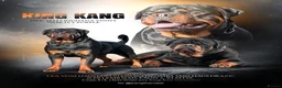Rottweiler dogs for stud: HUGE KC REG HEALTH TESTED MALE, CHAMPION BLOODLINE - Advert 1