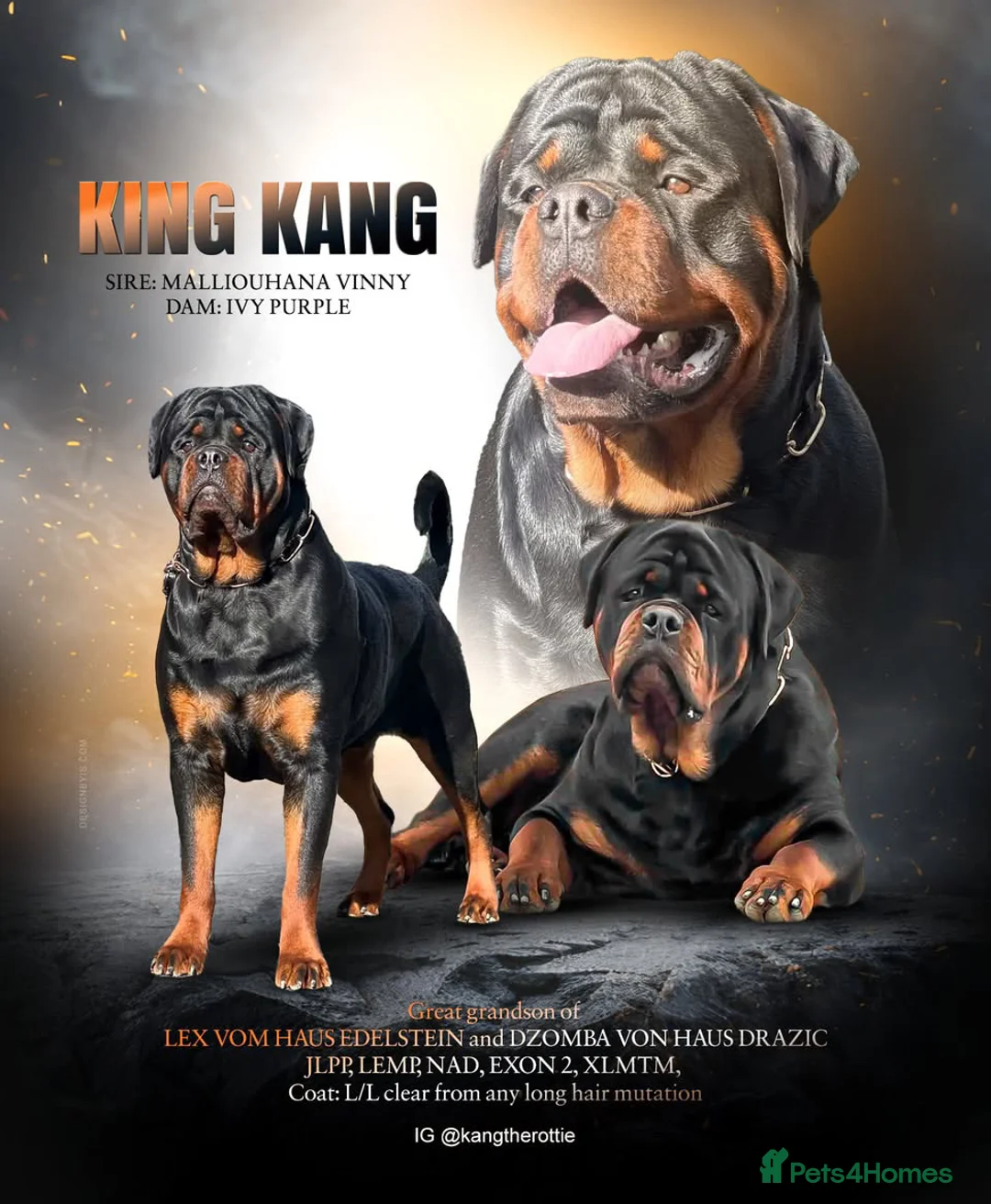 Rottweiler dogs for stud: HUGE KC REG HEALTH TESTED MALE, CHAMPION BLOODLINE - Advert 1