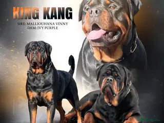 Rottweiler dogs KANG (King Kang) - Advert 2