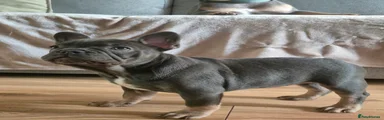 French Bulldog 3