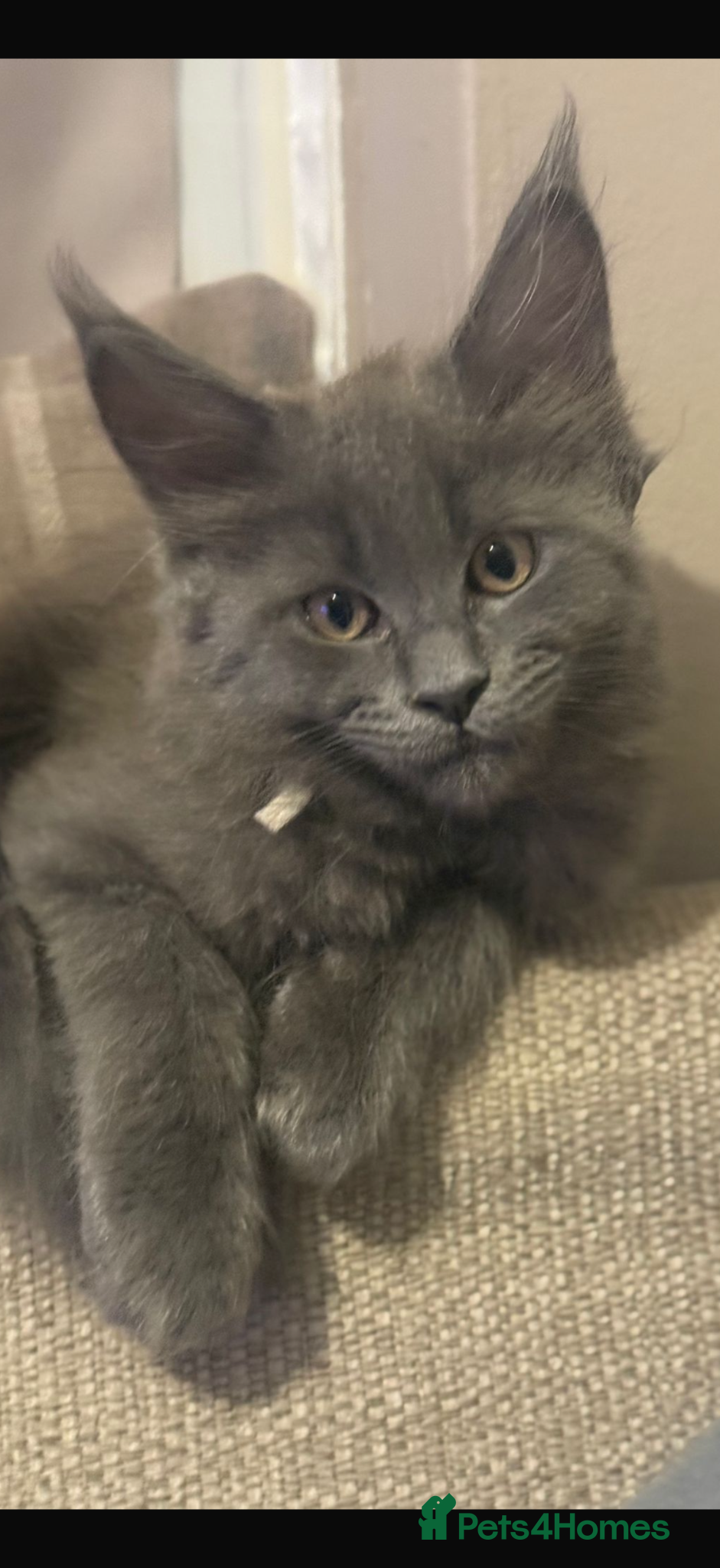 Maine Coon cats Gorgeous playful Maine coon kittens - Advert 15