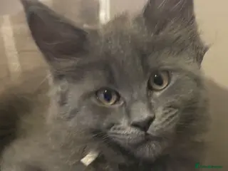 Maine Coon cats Gorgeous playful Maine coon kittens - Advert 15