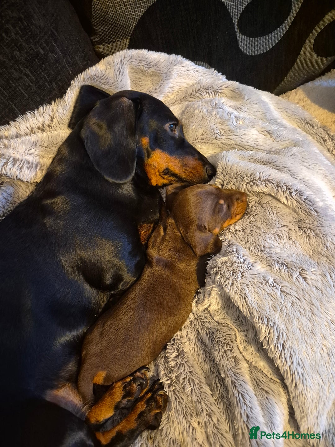 Miniature Dachshund dogs for sale: Female miniature dachshund  - Advert 7
