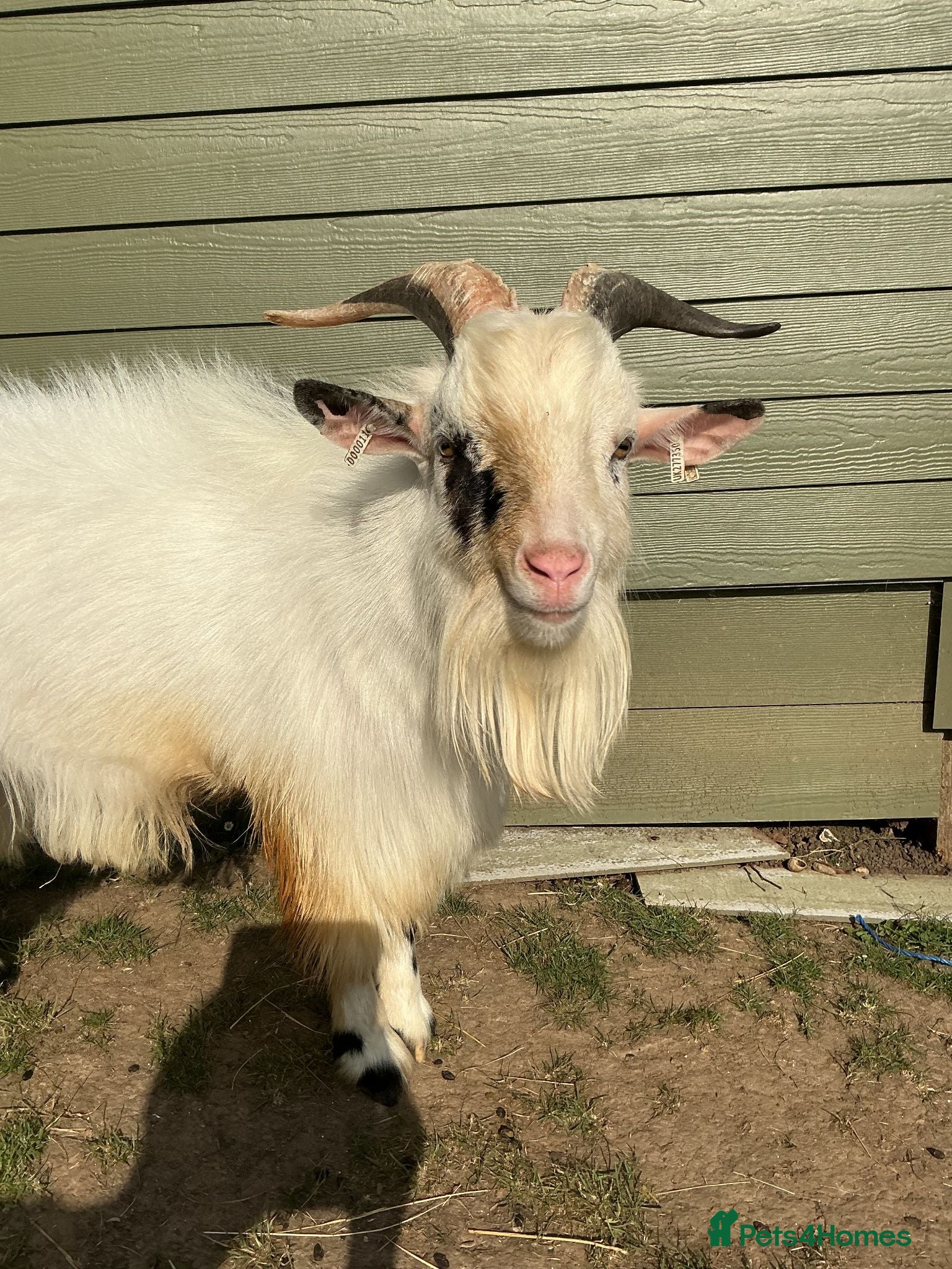 Goats livestock Two 1-Year-Old White Male Pygmy Goats - Advert 11